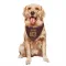 Gold Washington Commanders Tyree Jackson  Burgundy  Dog & Cat Pet Bandana