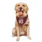 Washington Commanders Tyree Jackson  Burgundy Dog & Cat Pet Bandana