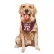 Washington Commanders Viliami Fehoko Jr.  Burgundy Dog & Cat Pet Bandana